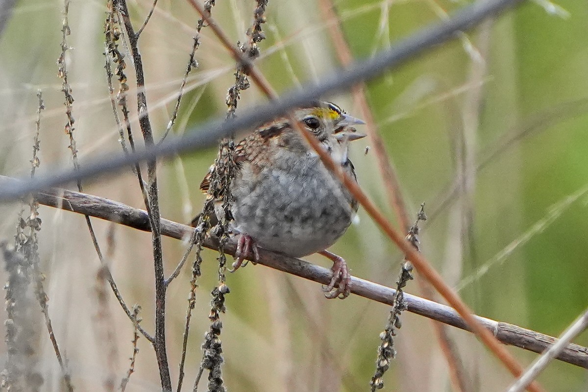 Ak Boğazlı Serçe - ML645760916