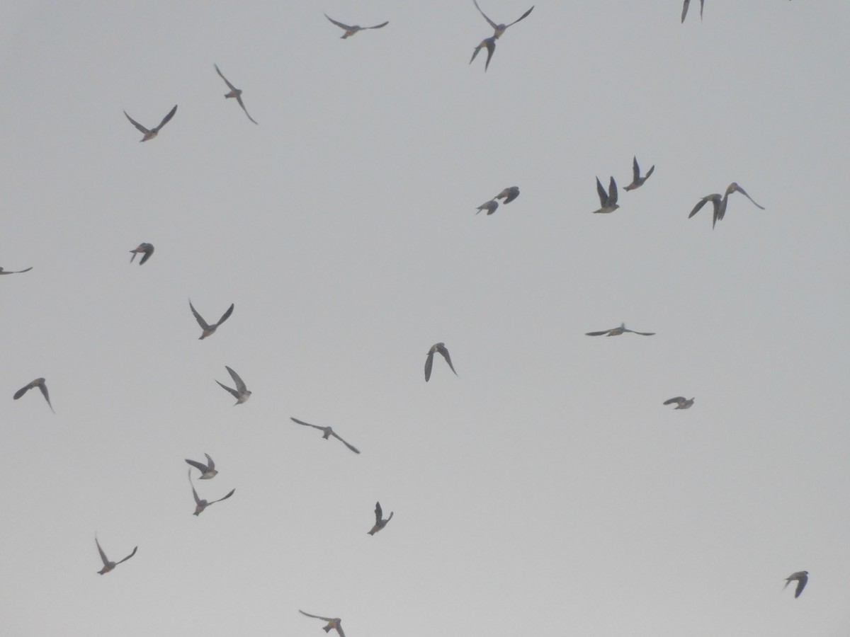 Cave Swallow - ML645760921