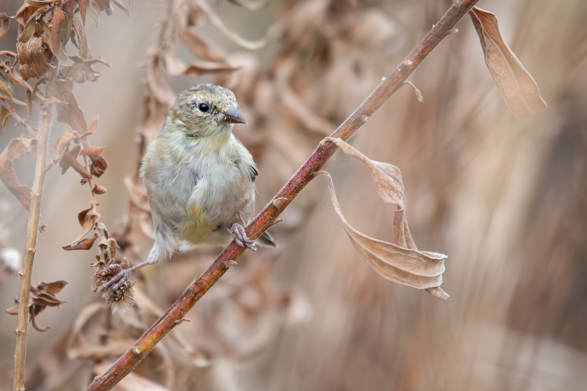 American Goldfinch - ML645760927