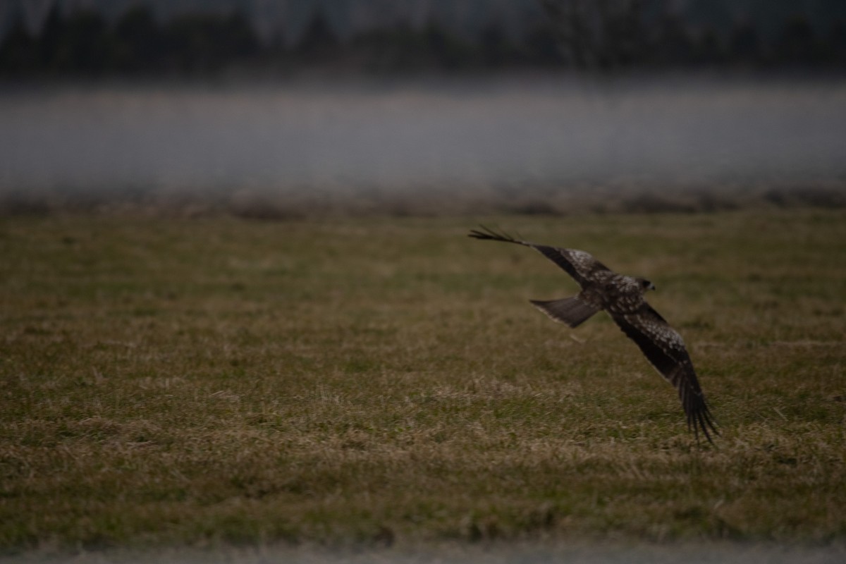 svartglente - ML645760929