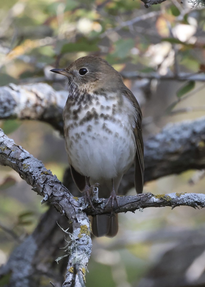 קיכלי חלוד-זנב - ML645760938