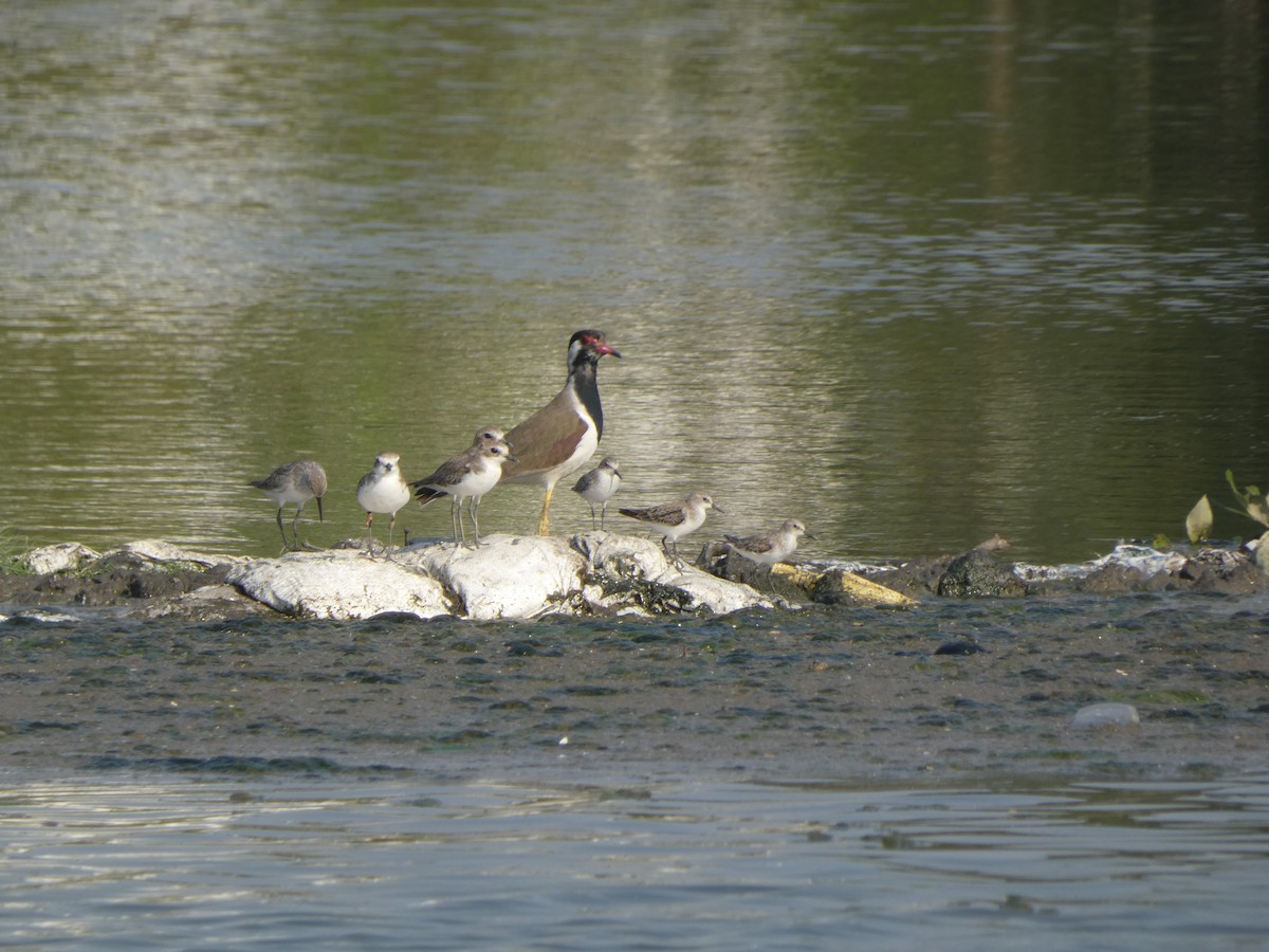 Little Stint - ML645760943