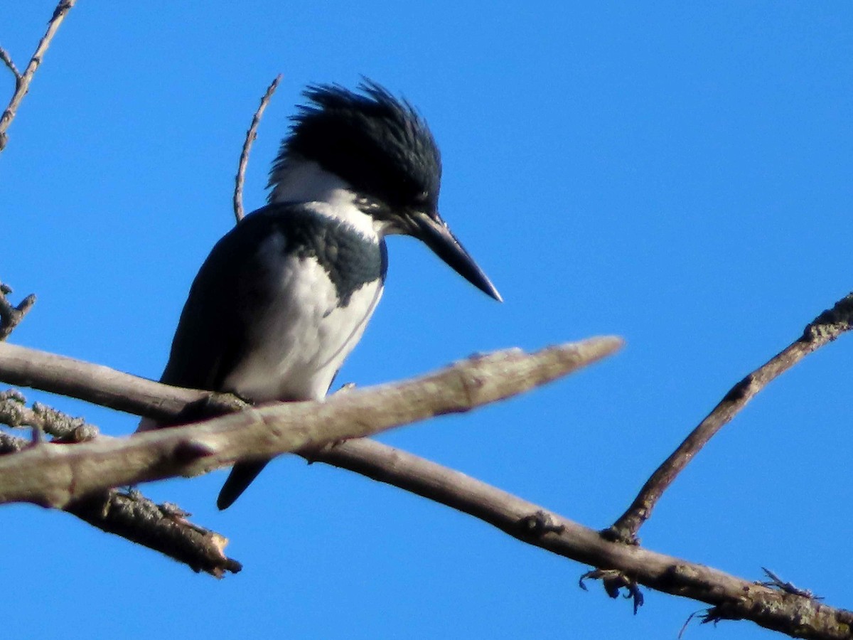 Belted Kingfisher - ML645760945