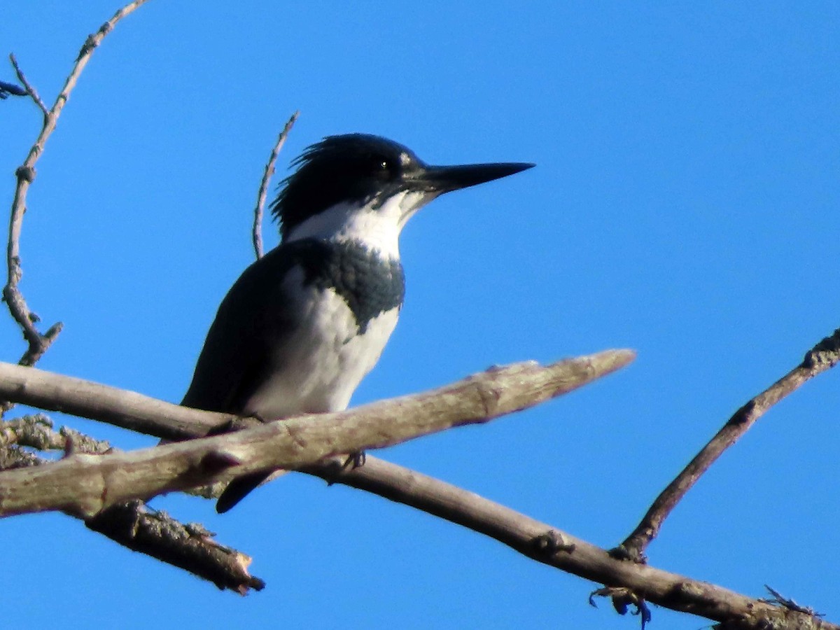 Belted Kingfisher - ML645760946