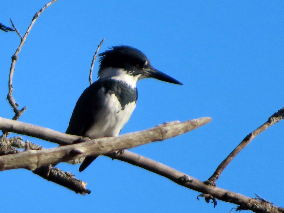 Belted Kingfisher - ML645760947