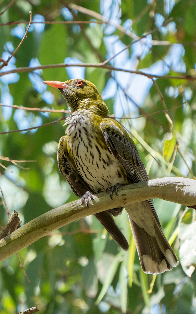 Olive-backed Oriole - ML645760950
