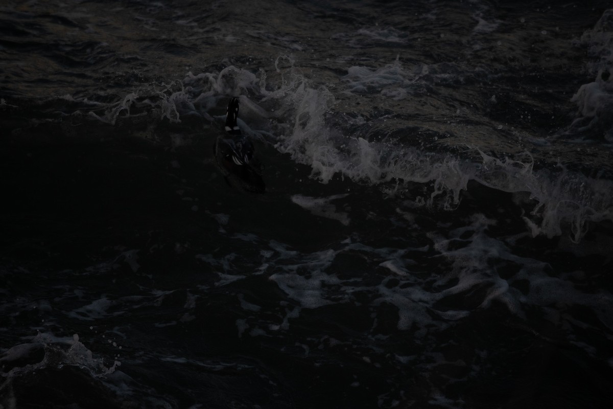 harlekinand - ML645760953