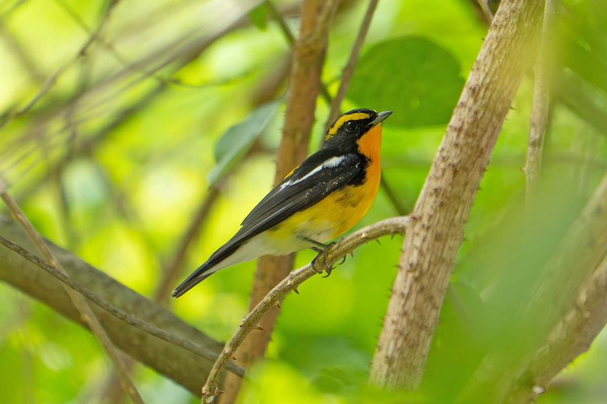 黃眉黃鶲 - ML645760955