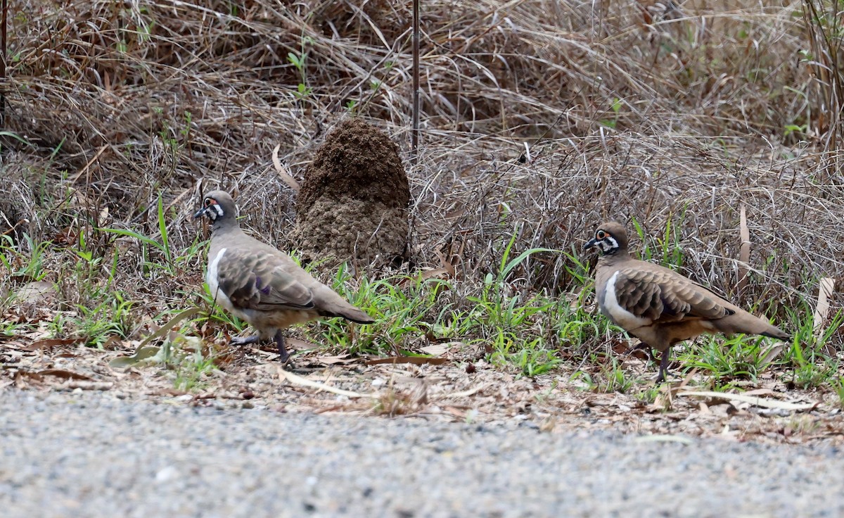 rypedue - ML645760962