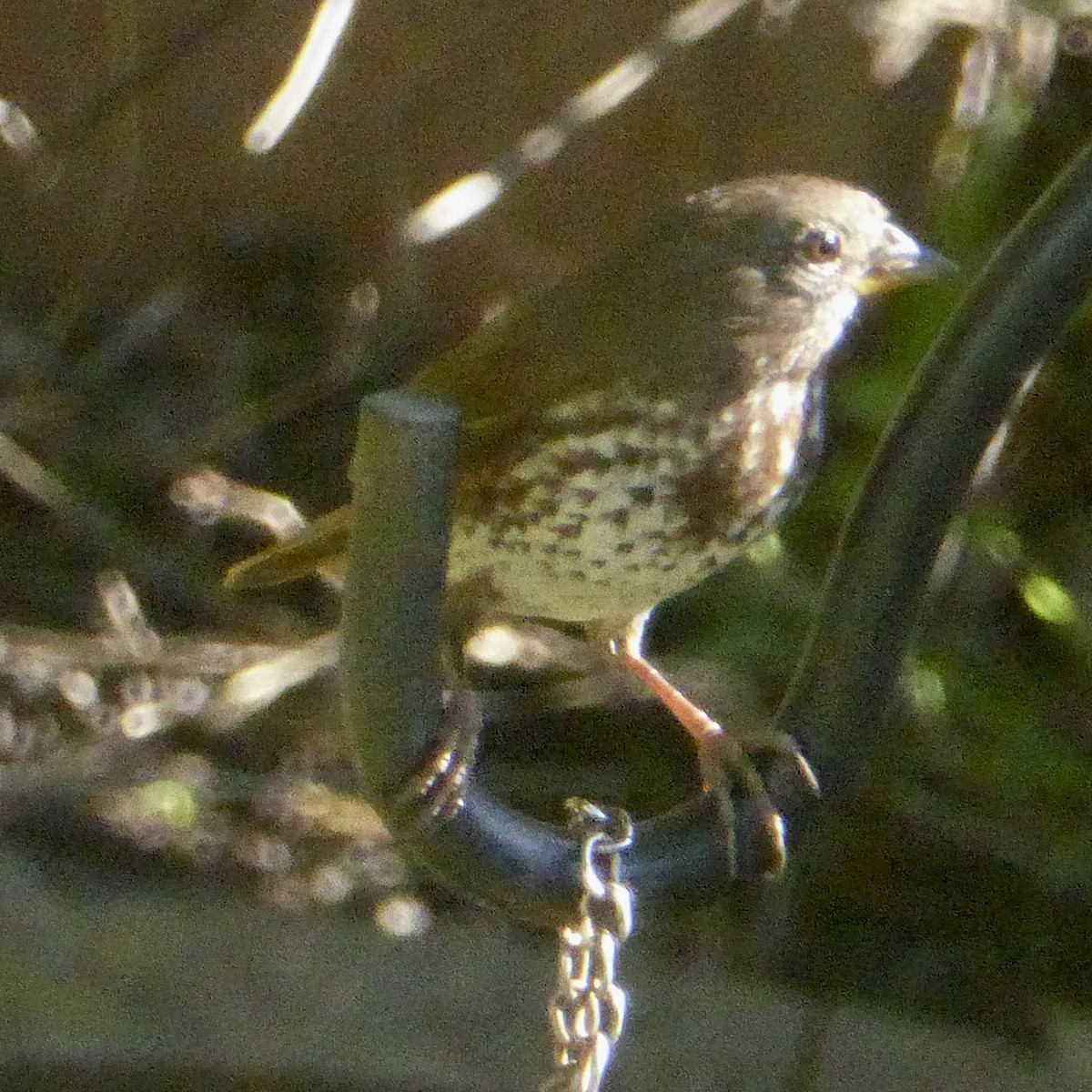 Fox Sparrow - ML645760965