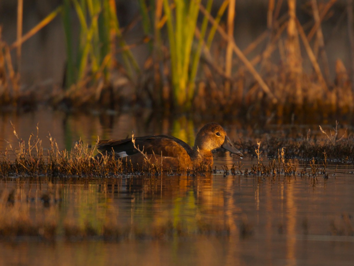 Rosy-billed Pochard - ML645760968