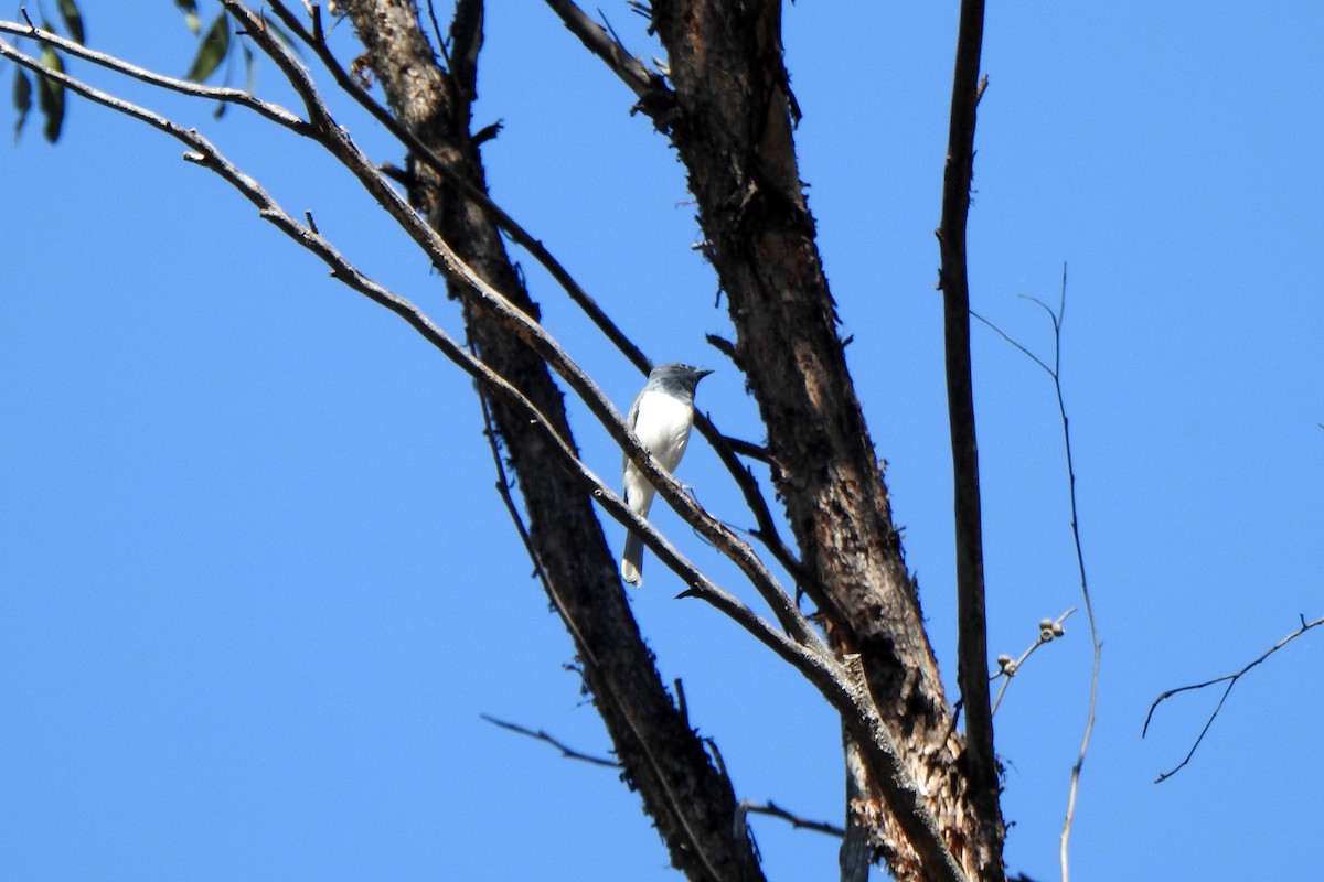Leaden Flycatcher - ML645760969