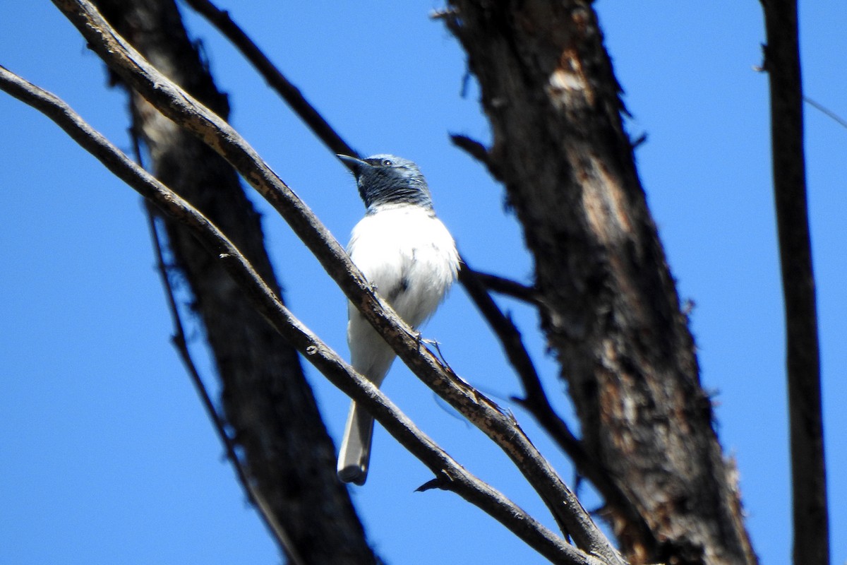 Leaden Flycatcher - ML645760970