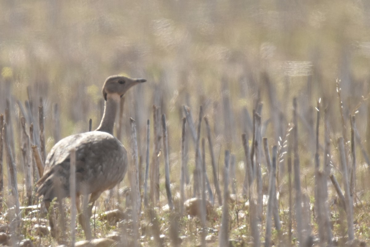 Черногорлый корхан - ML645760972