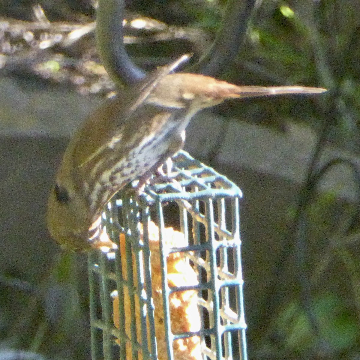 Fox Sparrow - ML645760976