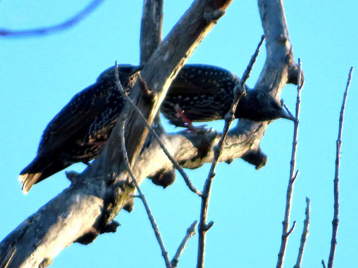 European Starling - ML645760978