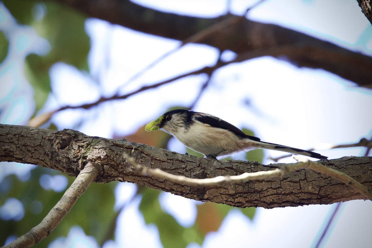 stjertmeis - ML645760979