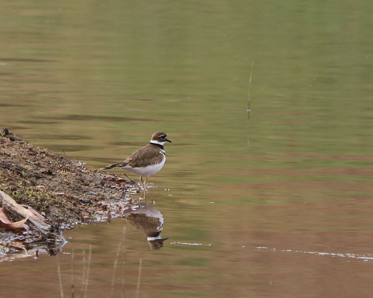 Killdeer - ML645760980