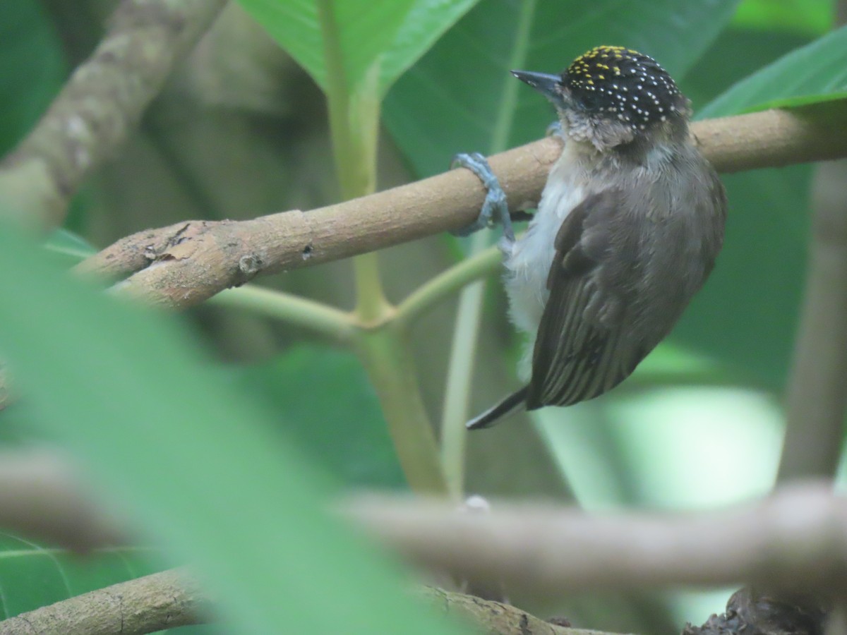 Grayish Piculet - ML645760981
