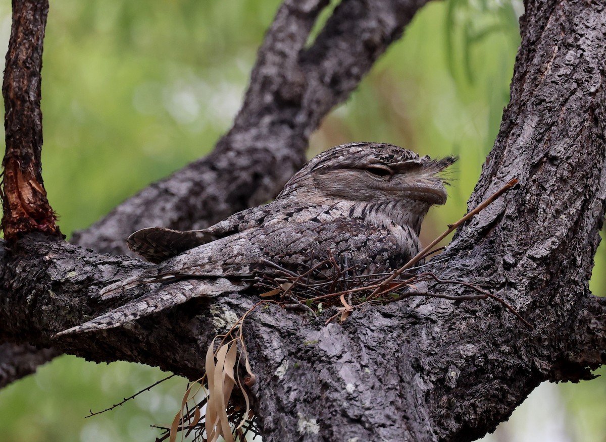 Tawny Frogmouth - ML645760982