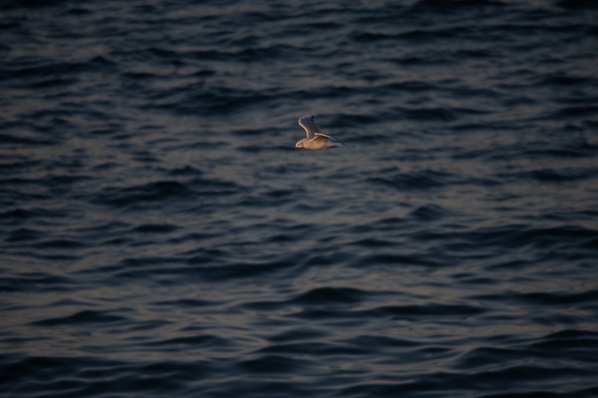 hettemåke - ML645760983