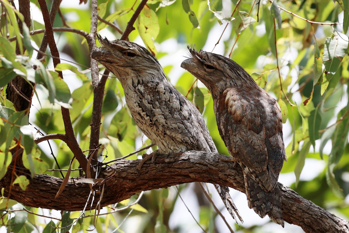 Tawny Frogmouth - ML645760990