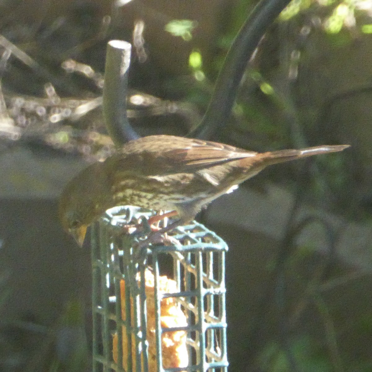 Fox Sparrow - ML645760992