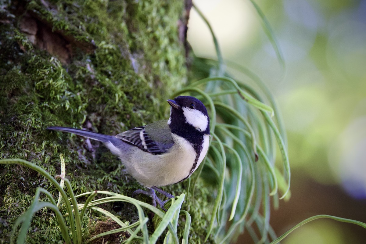 gråkjøttmeis - ML645760993