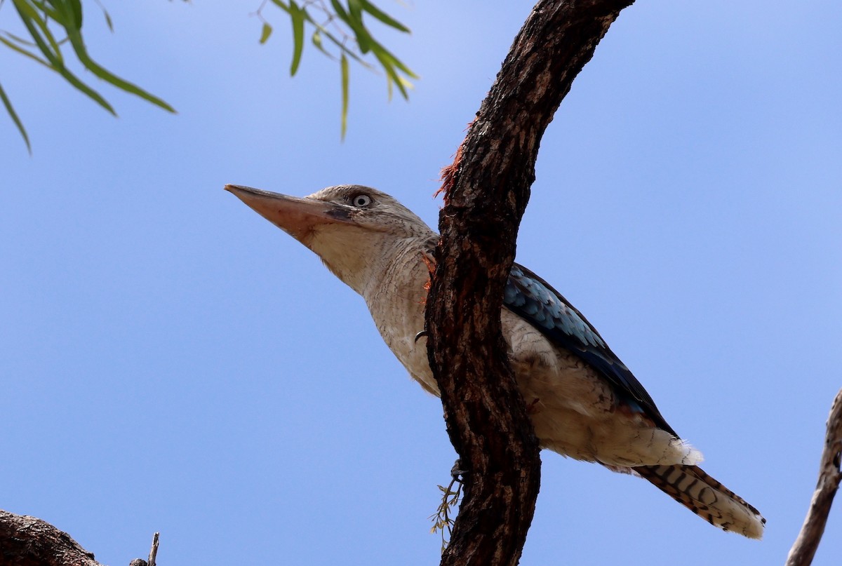 Cucaburra Aliazul - ML645760999