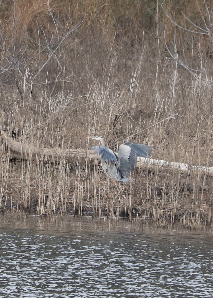 Great Blue Heron - ML645761010