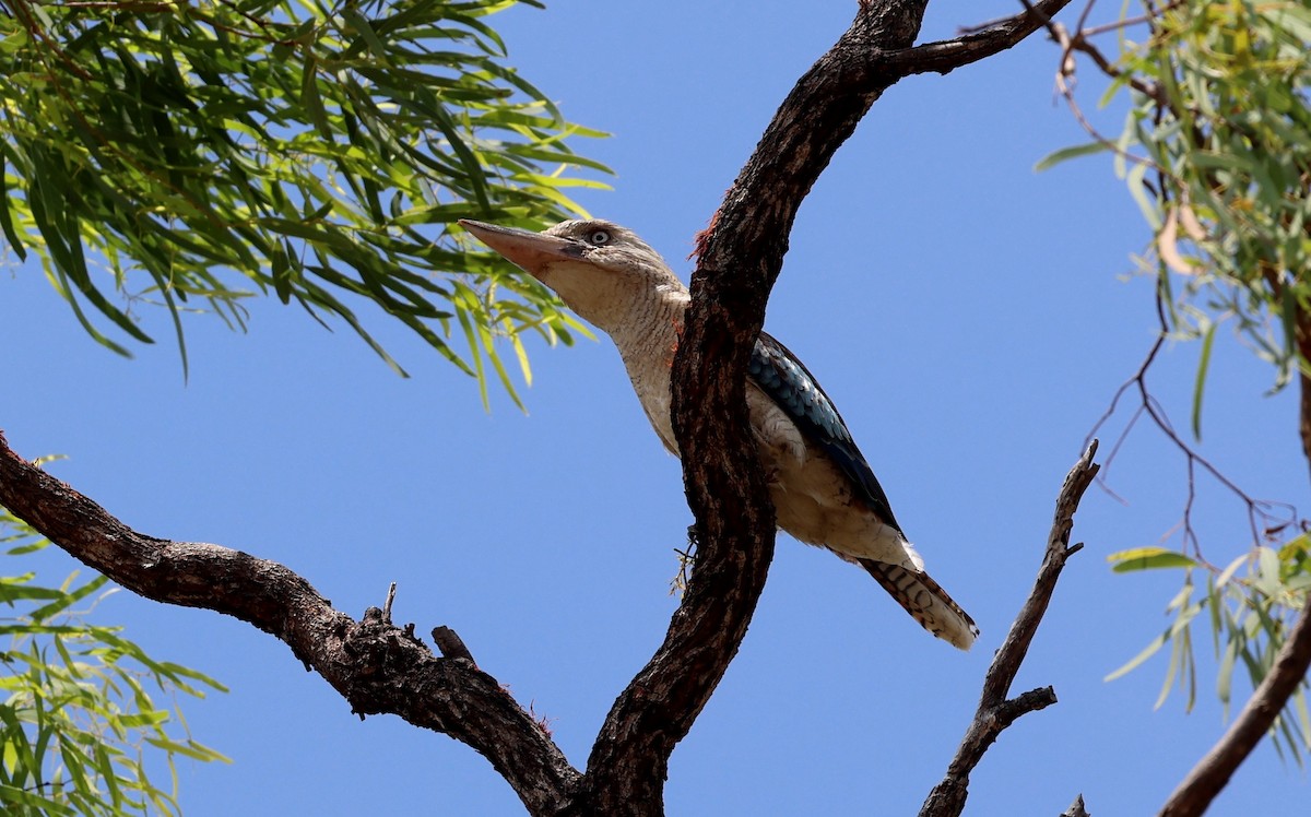 Cucaburra Aliazul - ML645761013