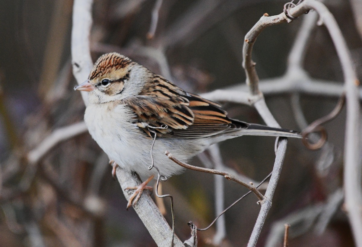 Chipping Sparrow - ML645761023