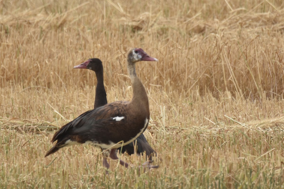 אווז שחור - ML645761024