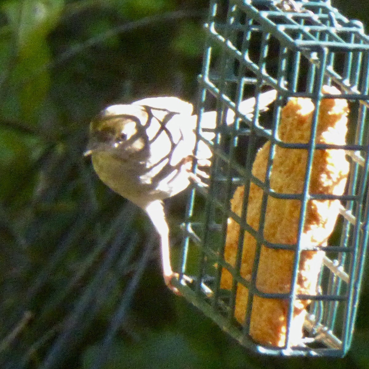 Golden-crowned Sparrow - ML645761025