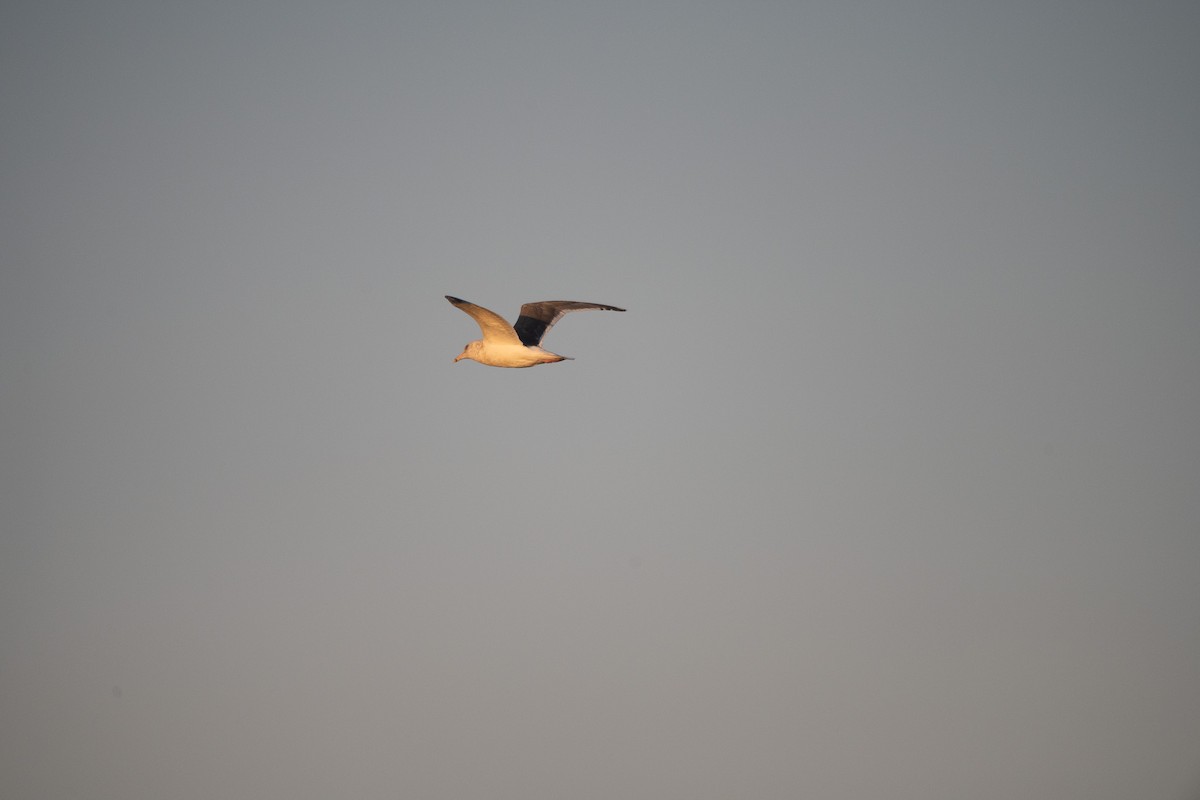 שחף צפחתי - ML645761026