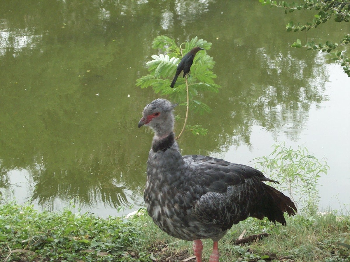 Great-tailed Grackle - ML645761027