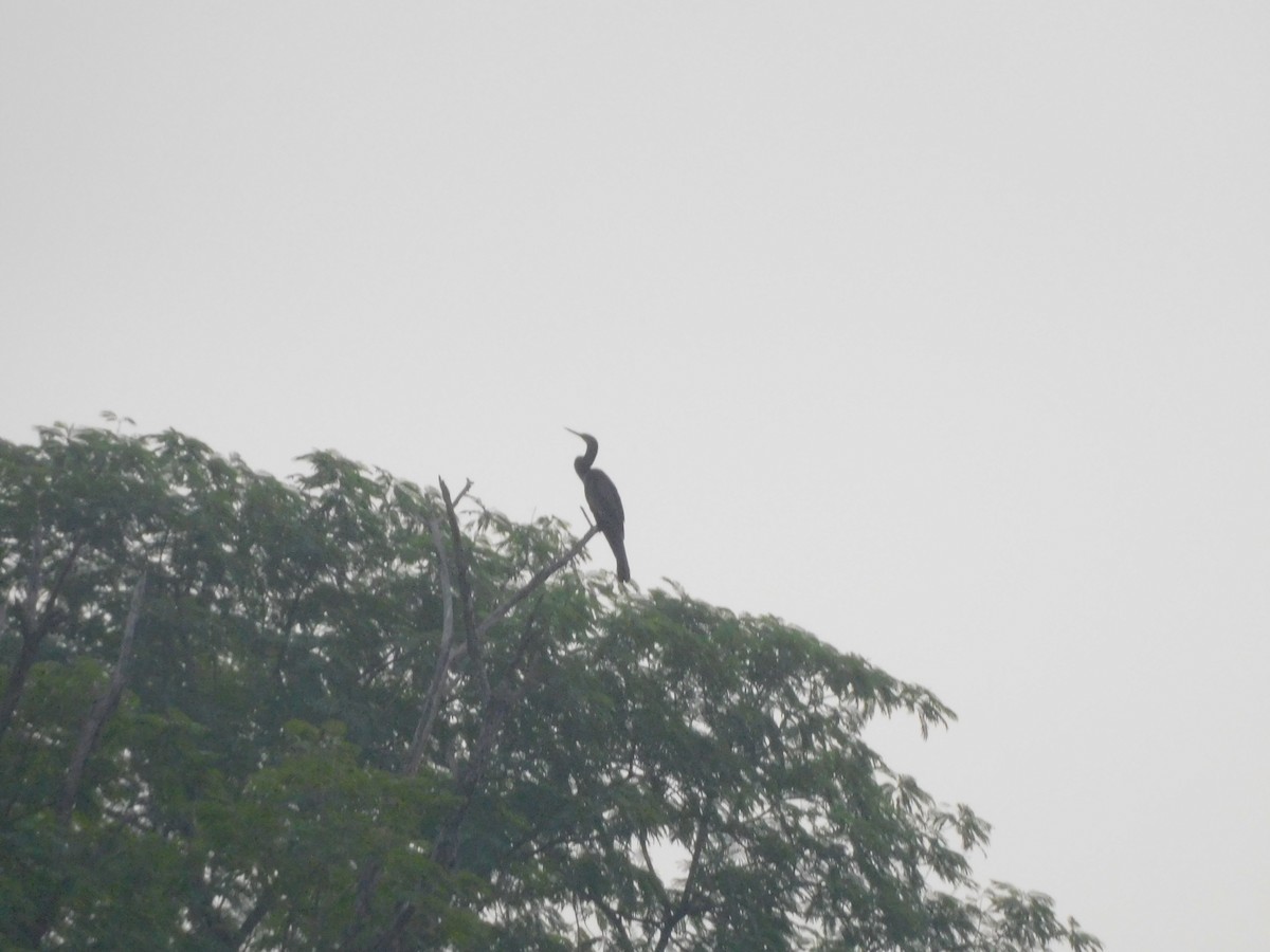 נחשון אמריקני - ML645761028