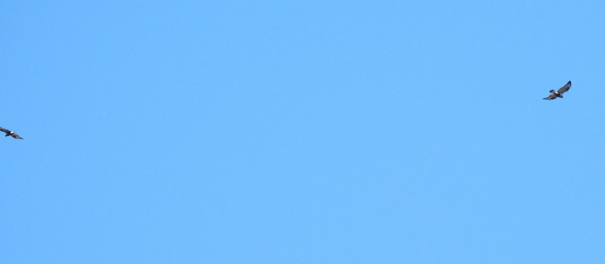 עקב מכנסיים - ML645761031