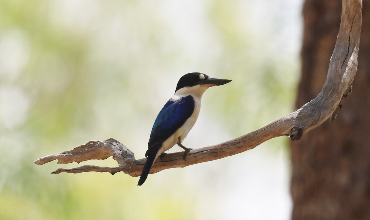 Forest Kingfisher - ML645761033