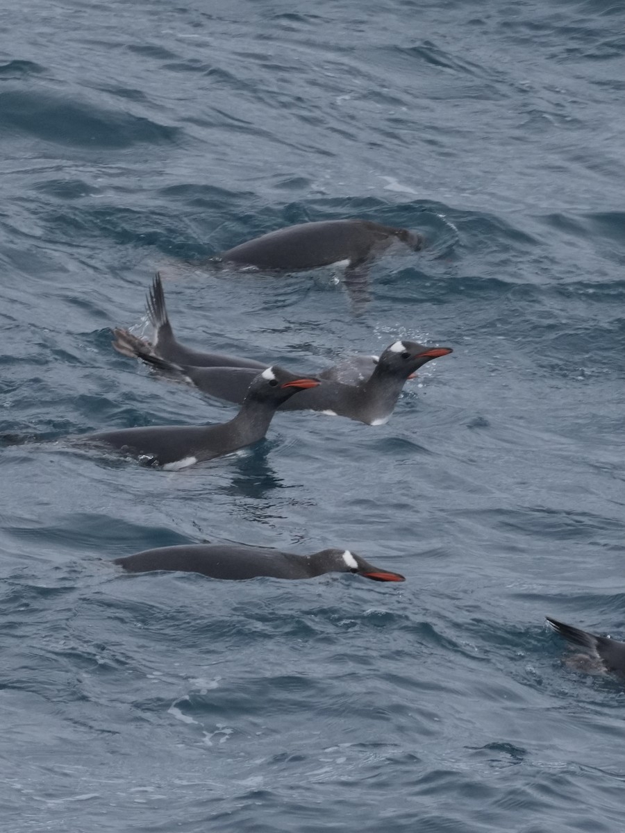 Gentoo Penguin - ML645761034