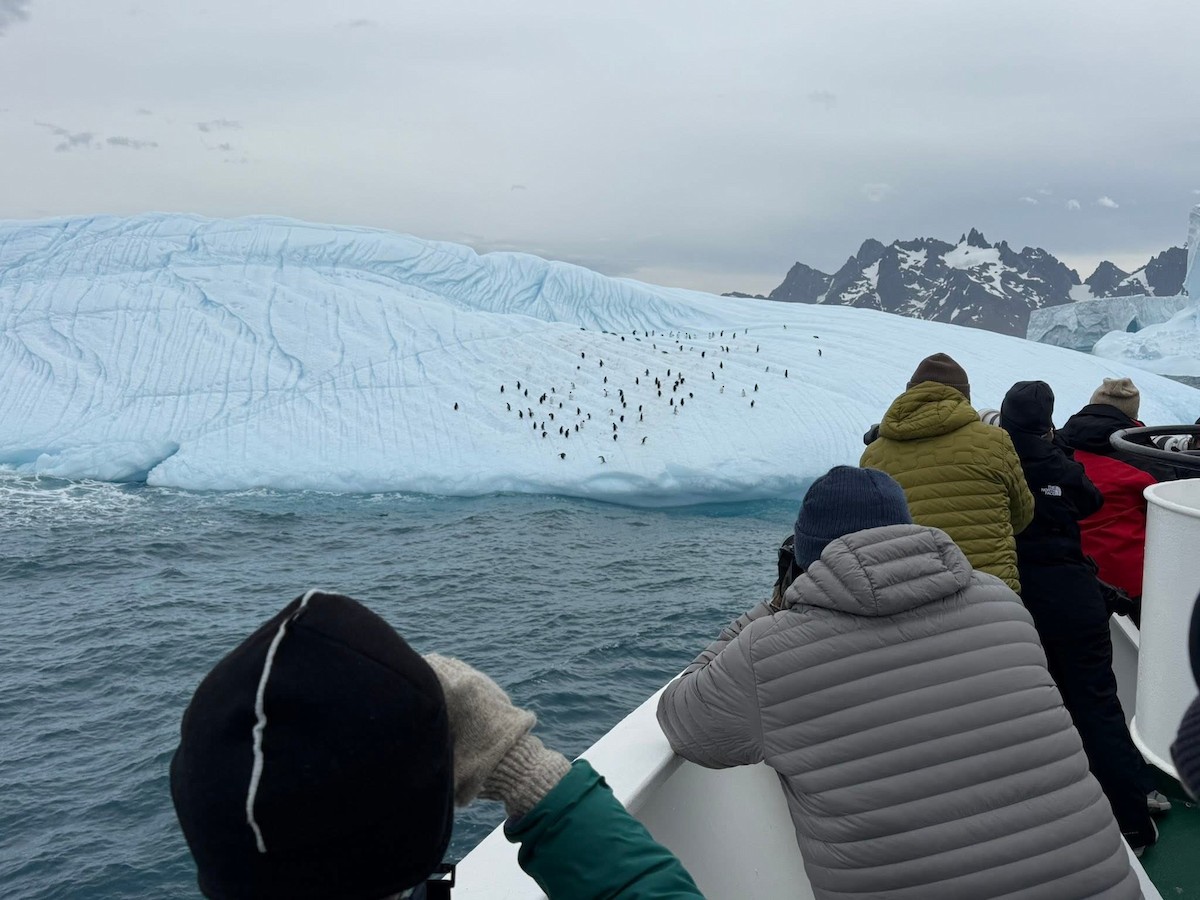 Gentoo Penguin - ML645761035