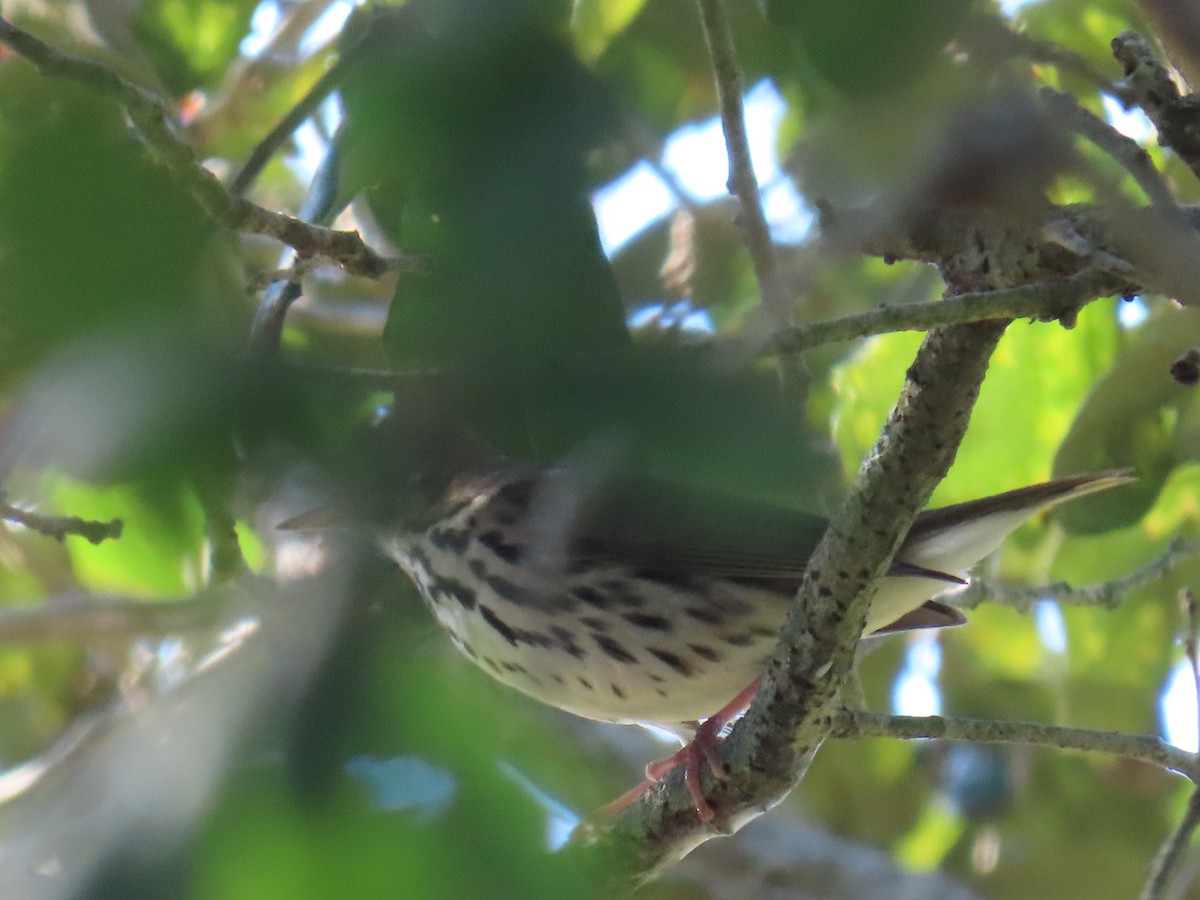 נחלית זהובת-כיפה - ML645761037