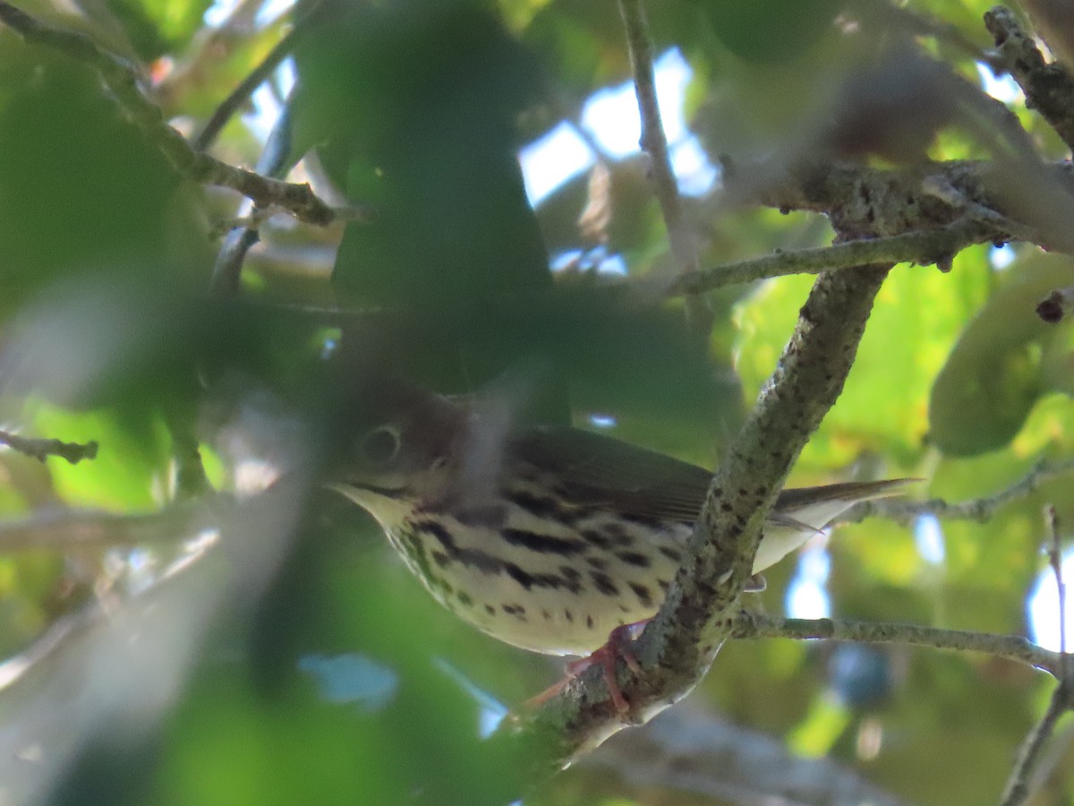 נחלית זהובת-כיפה - ML645761038