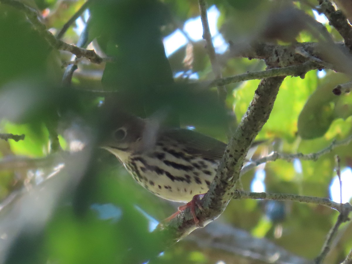 נחלית זהובת-כיפה - ML645761039