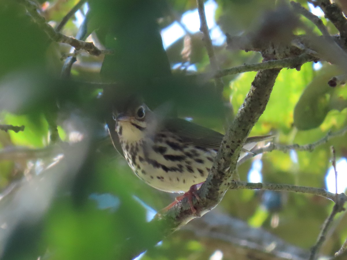 נחלית זהובת-כיפה - ML645761040