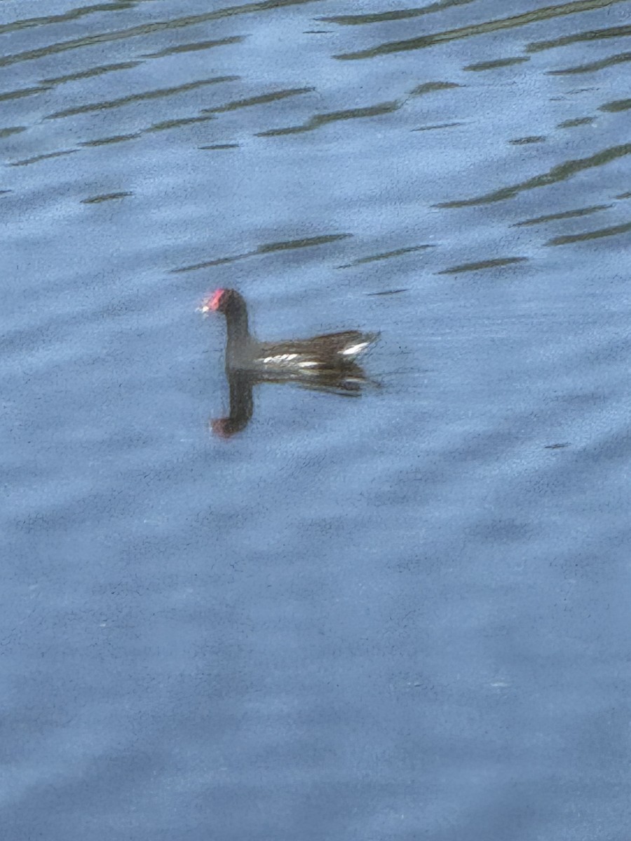 סופית אמריקנית - ML645761049