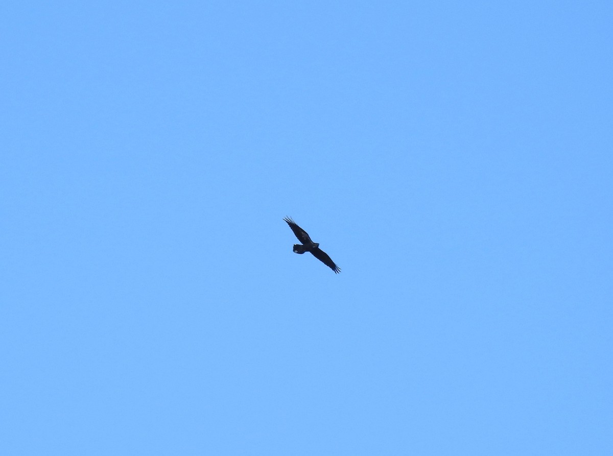 עורב שחור - ML645761051