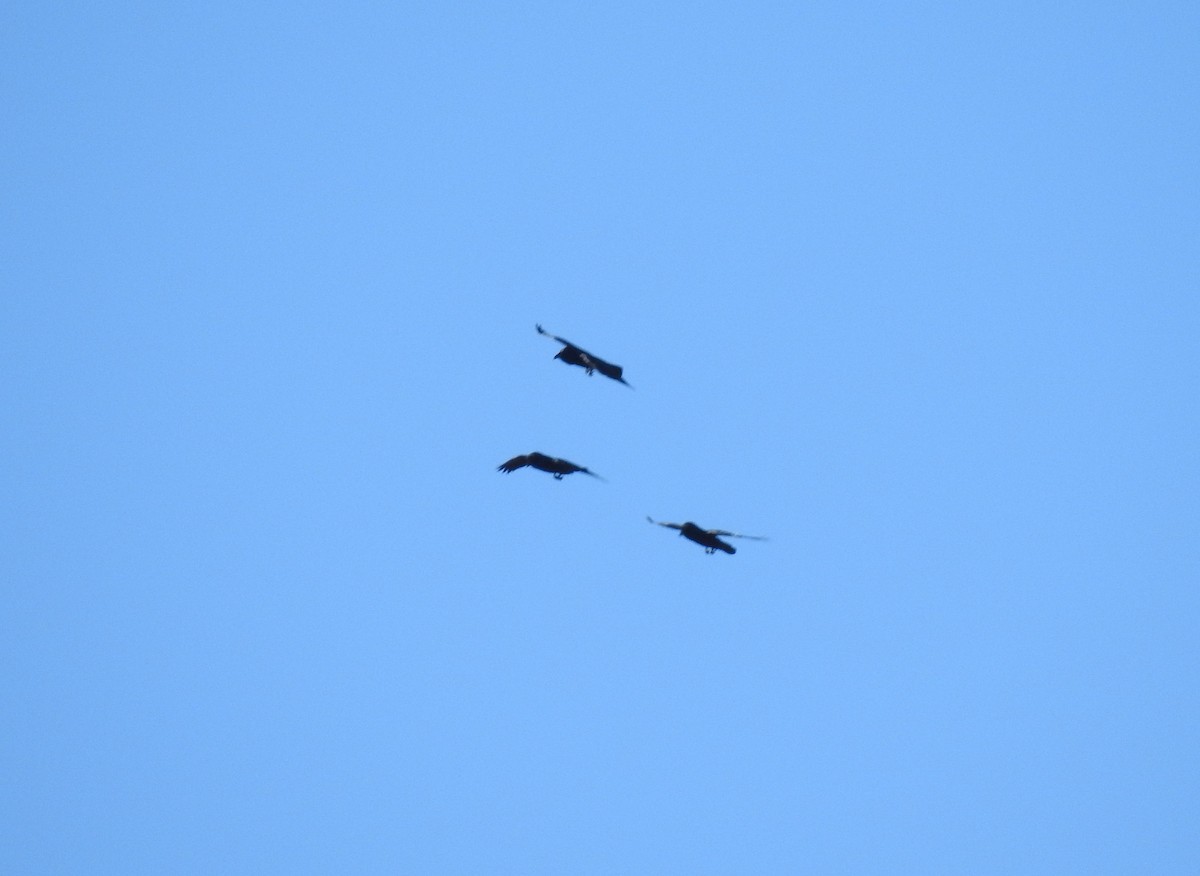 עורב שחור - ML645761052