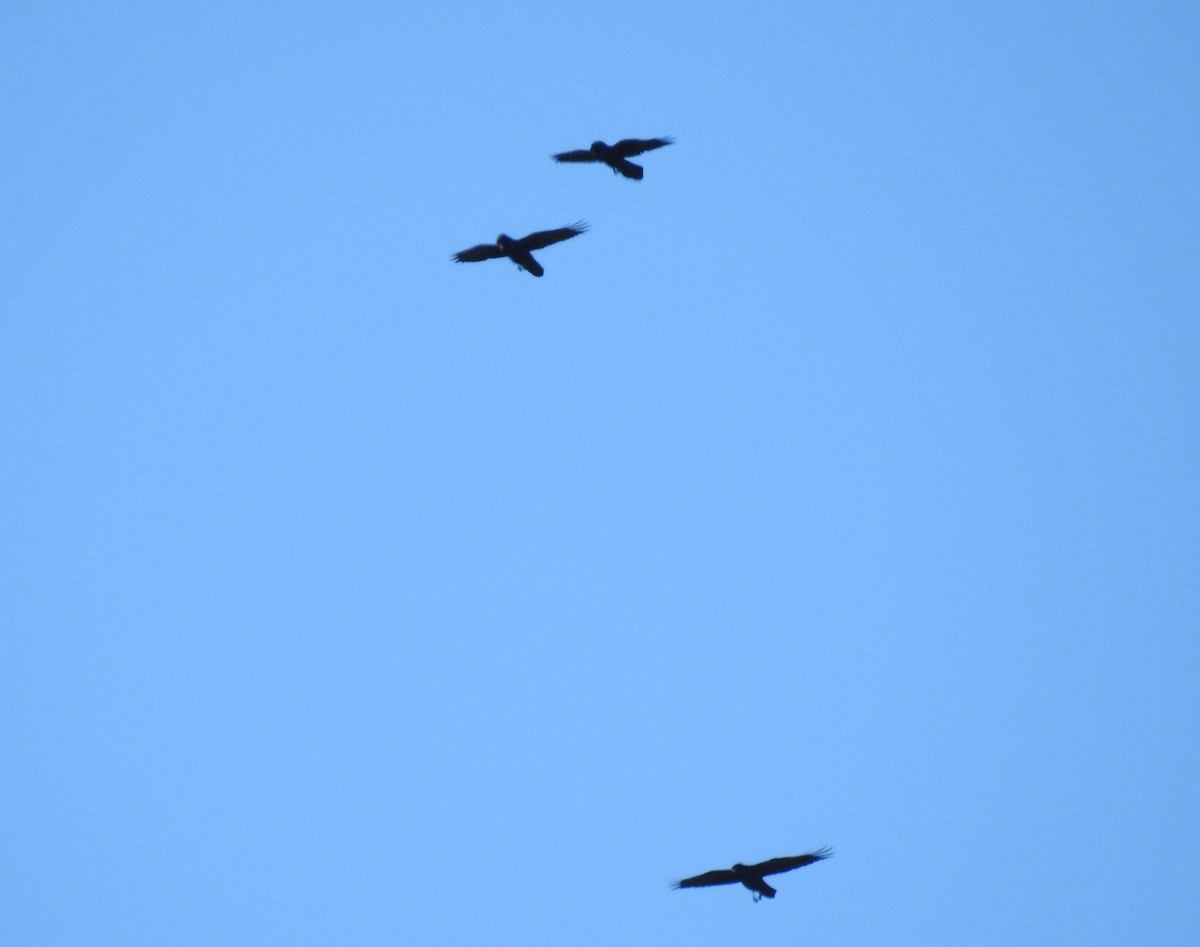 עורב שחור - ML645761053