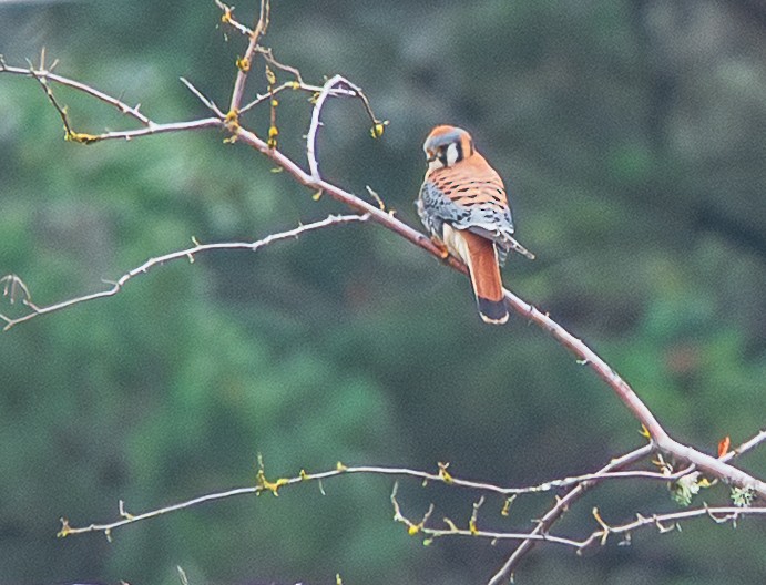 בז אמריקני - ML645761057